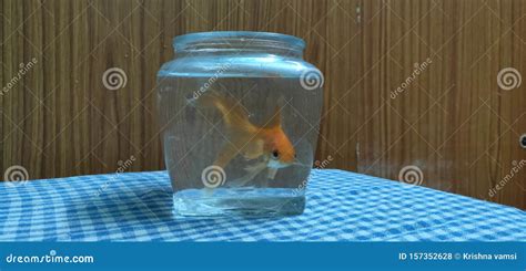 CUTE FISH in POT stock photo. Image of fish, cute, dreams - 157352628