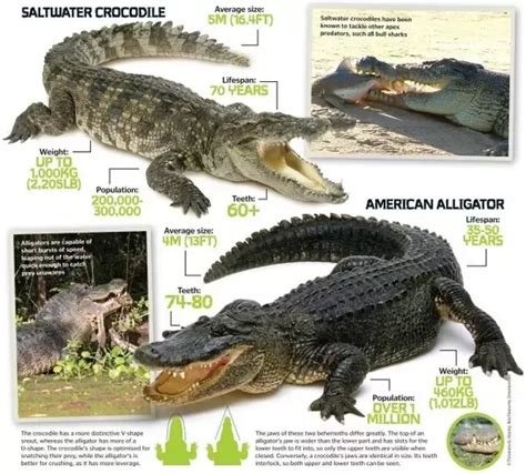 Are Alligators Docile?