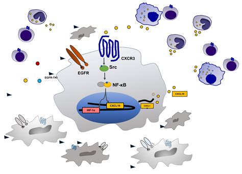 Cancers | Free Full-Text | EGFR-Tyrosine Kinase Inhibitors Induced ...