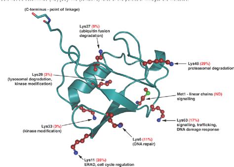 Ubiquitin Pathway