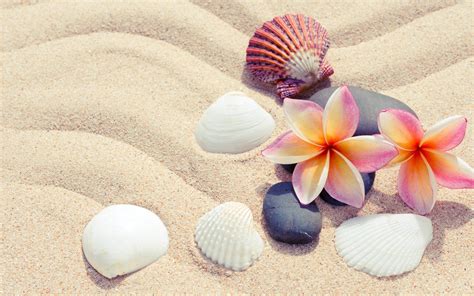 Update more than 56 seashell wallpaper best - in.cdgdbentre