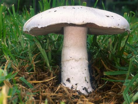 Agaricus campestris: The Ultimate Mushroom Guide + 7 Recipes