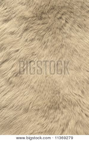 Texture Skin Polar Image & Photo (Free Trial) | Bigstock