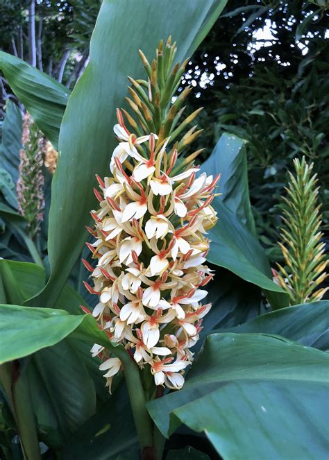 Ornamental gingers – we’ve admired them whilst on holiday in tropical ...