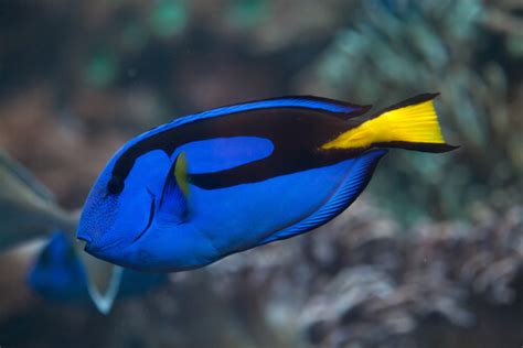 Surgeonfish: habitat, characteristics and reproduction