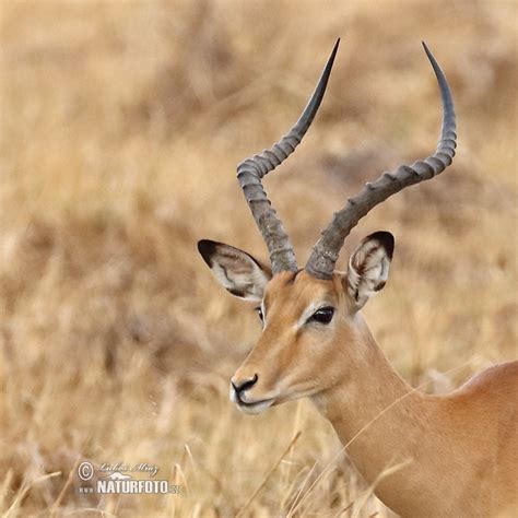 Antelope Impala Photos, Antelope Impala Images, Nature Wildlife ...