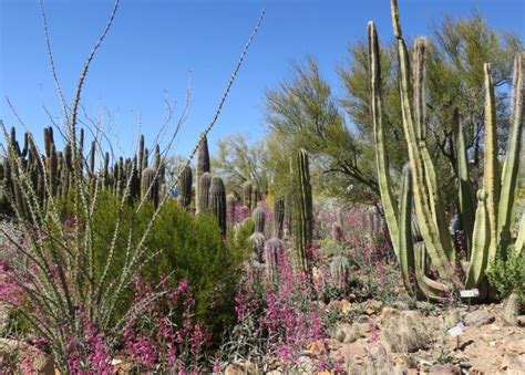 Top 110+ Sonoran desert animals food chain - Merkantilaklubben.org