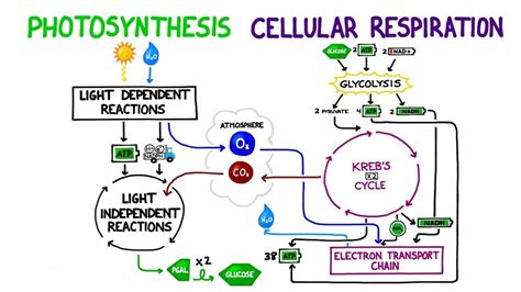 Photosynthesis And Cellular Respiration Similarities