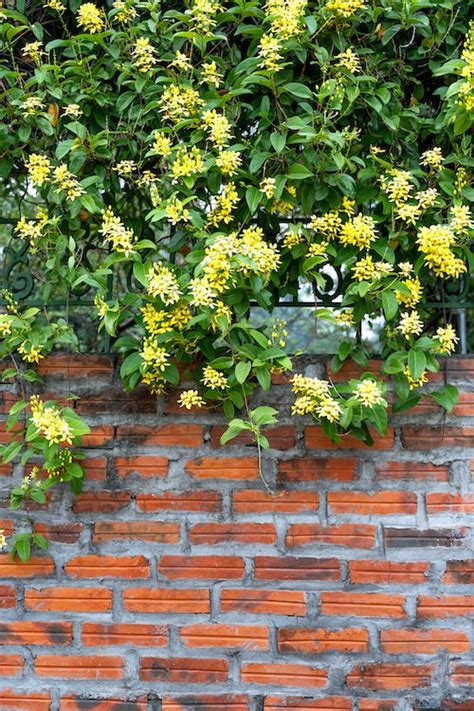 Flowering Plant on Concrete Fence · Free Stock Photo