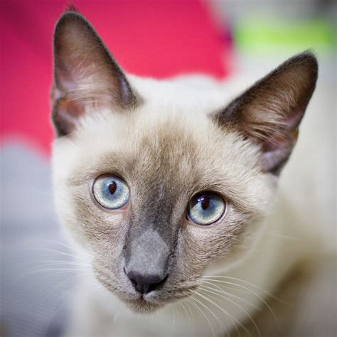 Color point Russian Blue, would you consider him a Siamese or not? I ...