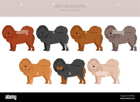 Tibetan mastiff clipart. Different poses, coat colors set. Vector ...