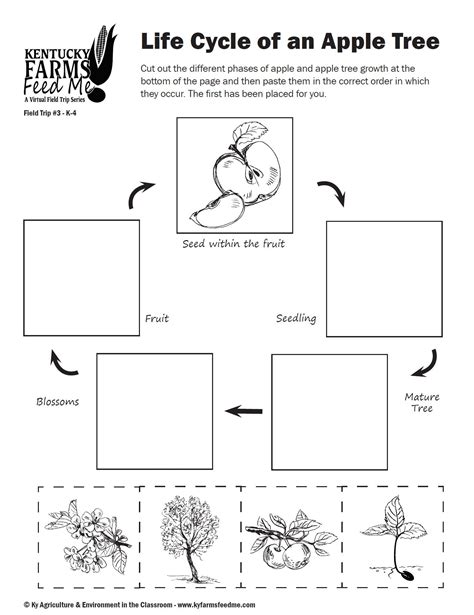 Life Cycle of an Apple Tree — #TeachKyAg