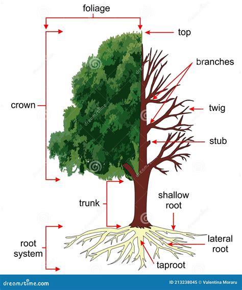 Anatomy of the Tree or Structure of a Tree. Stock Illustration ...