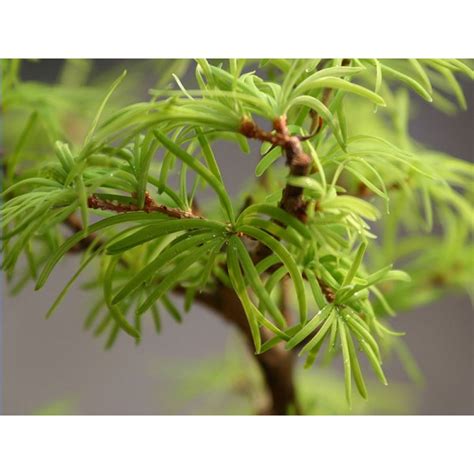 Buy Golden Larch Seeds - Rarexoticseeds