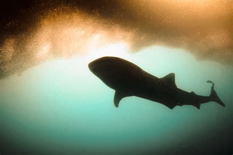 Diving the Sardine Run or Panagsama Beach, Moalboal — Oceans to Alpines