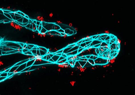 How Plants Find Their Symbiotic Bacteria Partners