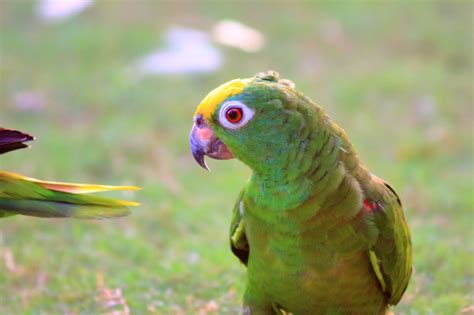 How to Identify Common Green Parrots