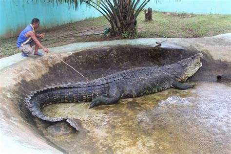 Largest Crocodile Ever Recorded: Lolong (and More!)