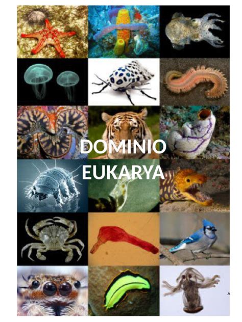 Dominio eukarya by Isabel Arribas - Issuu