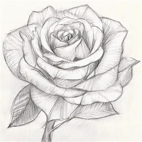 How to Draw a Realistic Rose for Beginners - Art Instruction For ...