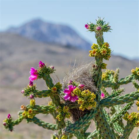 Desert Plants