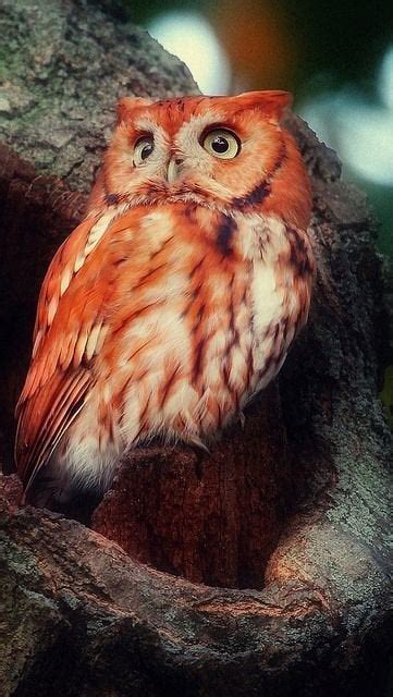 The red owl (Tyto soumagnei), also known as the Madagascar red owl ...