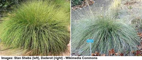 15 Types of Desert Grass For Your Landscape (Pictures) - Identification ...