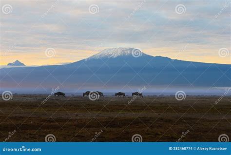 View of Mount Kilimanjaro at Sunrise in Kenya, Africa Stock Photo ...