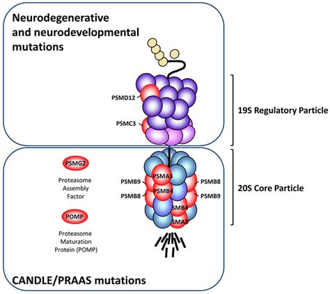 | Schematic representation of the proteasome subunits affected by ...