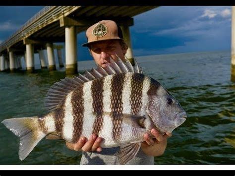 GIANT SHEEPSHEAD LOVE THIS BAIT! EPIC SHEEPSHEAD FISHING with HOW TO ...