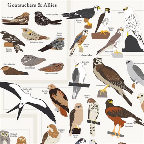 'Birds of North America' Art Print Featuring Over 740 Feathered Friends ...