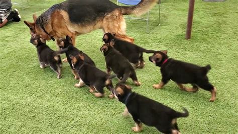 German Shepherd PUPPIES 8 weeks and DAD Play 2020 - YouTube