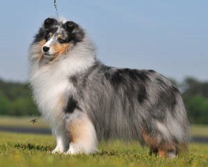 Sheltie Colors – American Shetland Sheepdog Association