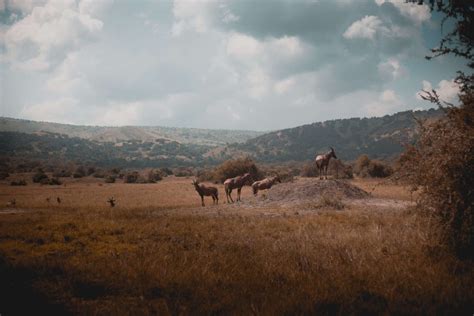 Akagera National Park - Rwanda