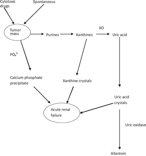 Pathophysiology Of Acute Renal Failure