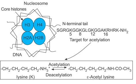 Histone acetylation and deacetylation: importance in inflammatory lung ...