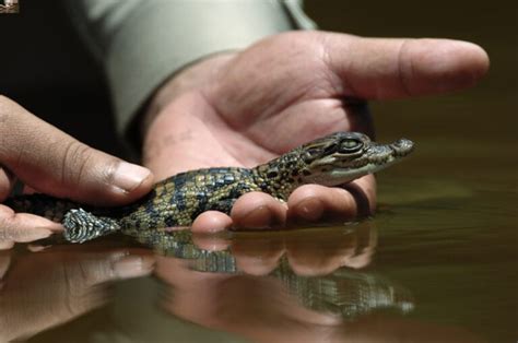 Rescuing the Wild Breeding Population of Critically Endangered Siamese ...