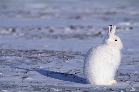 13 Incredible Arctic Animals