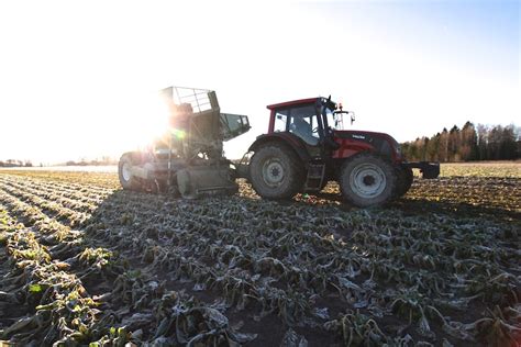 Harvesting sugar beets on a frosty day in the middle of november – ENAJ ...