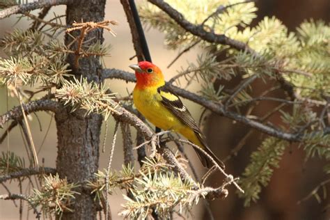 Western Tanager | Great Bird Pics