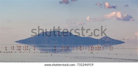 Flamingos Lake Natron Stock Photo 732246919 | Shutterstock