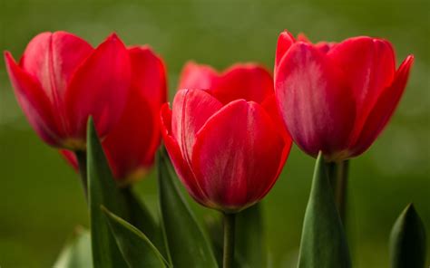 Close-Up Tulips Nature wallpaper | 1920x1200 | #22704