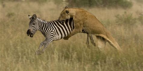 Lion Hunting Zebra