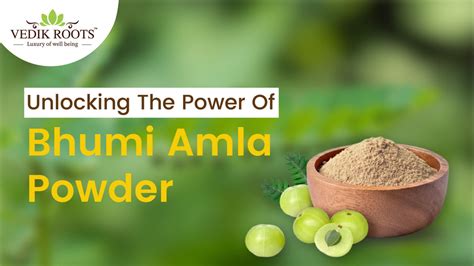 Unlocking the Power of Bhumi Amla Powder: 7 Health Benefits You Need to ...