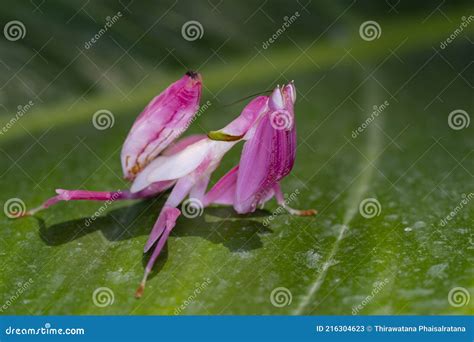 Orchid Mantis Camouflage. the Praying Mantis on Leaf Stock Image ...