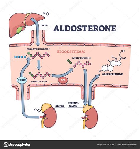 Aldosterone mineralocorticoid steroid hormone release process outline ...