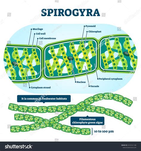 Spirogyra vector illustration. Labeled educational green algae ...