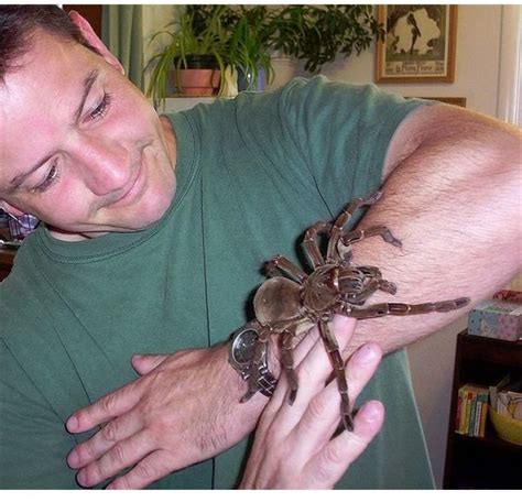 Goliath Birdeater Tarantula - The Largest Spider in the World