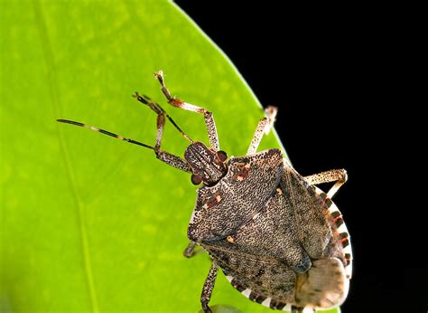 Brown Marmorated Stink Bug Challenges Pest-Control Strategies | WisContext