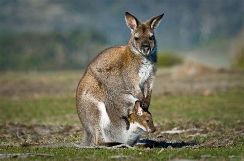 Australia - Wildlife, Ecosystems, Diversity | Britannica